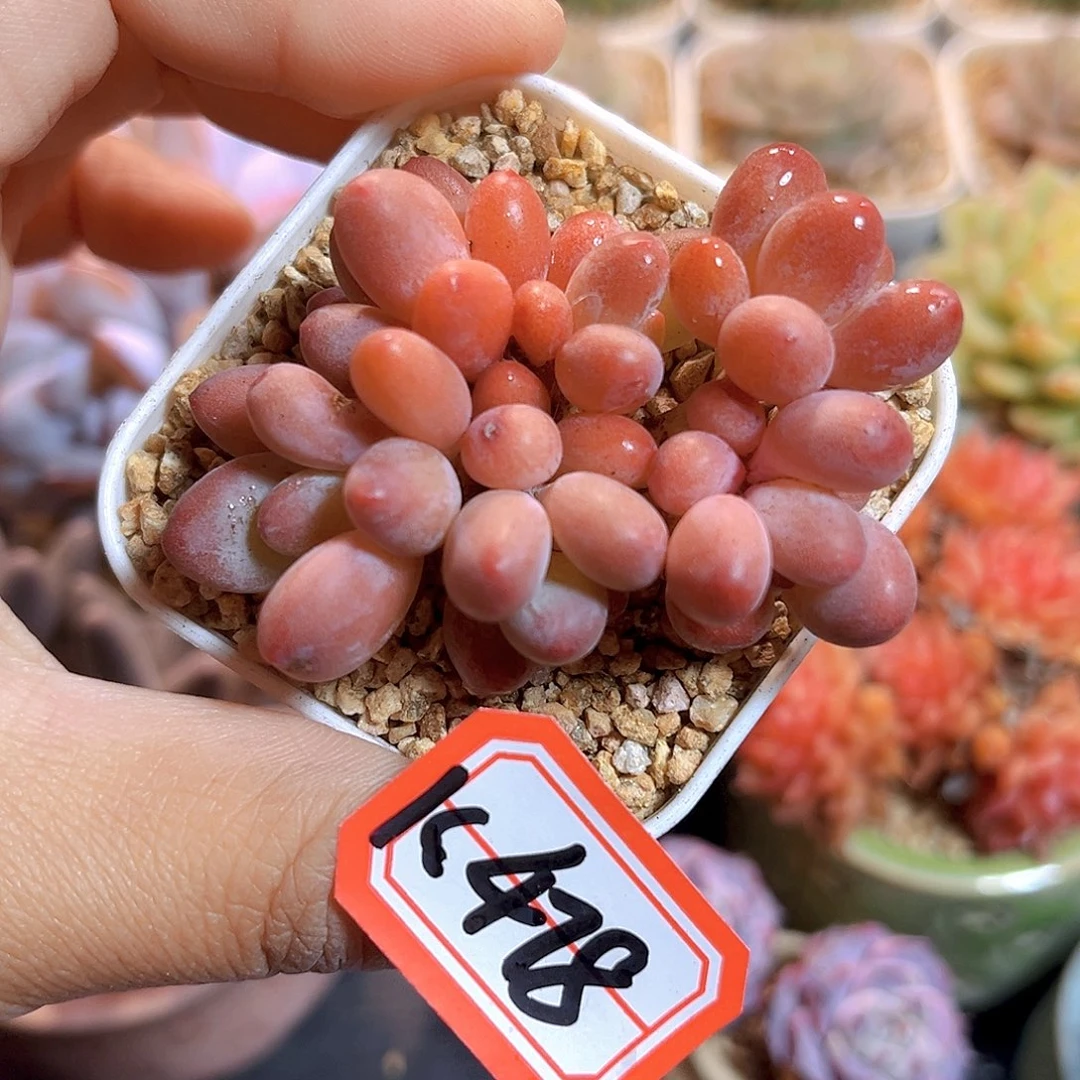 K478苹果奶  满18包邮