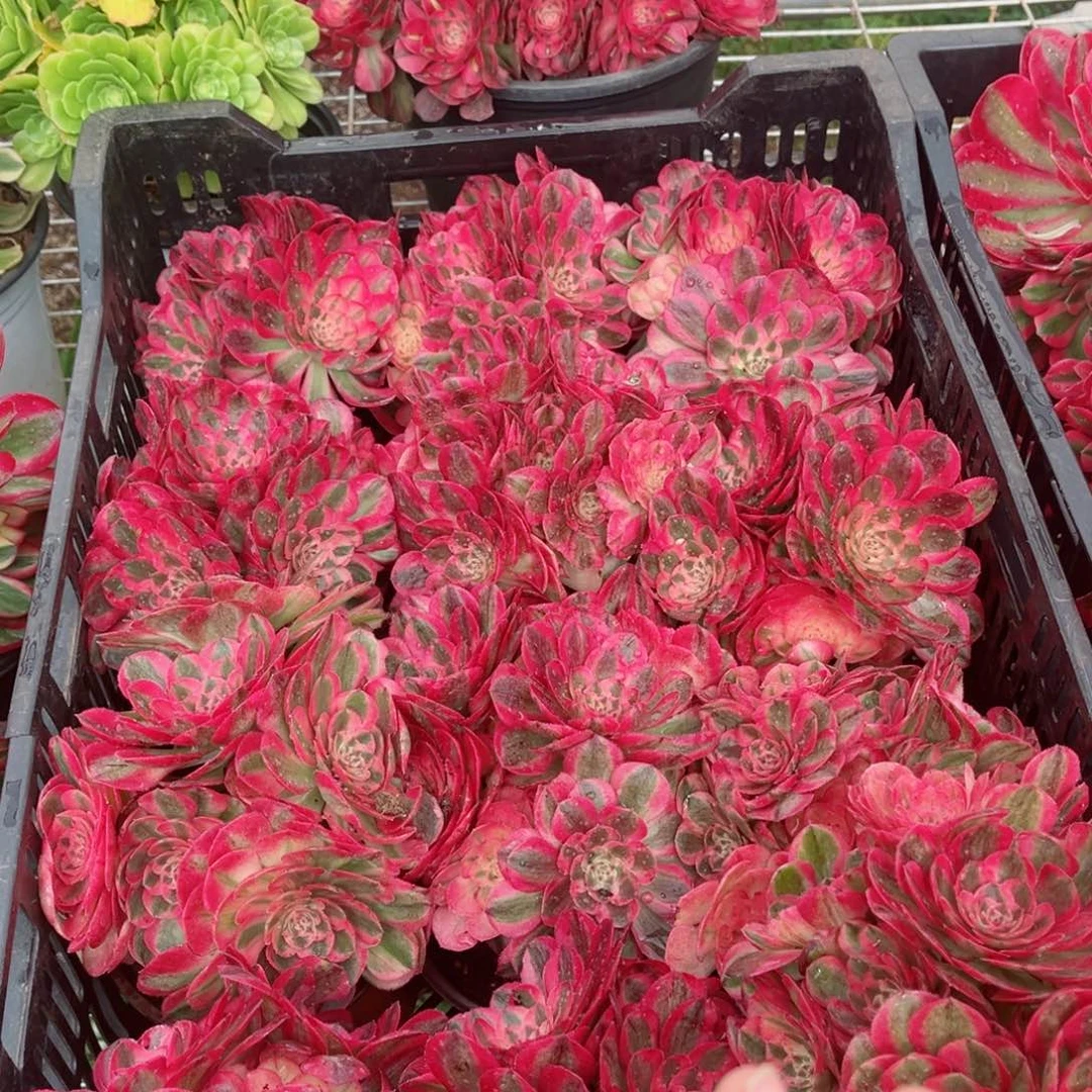小号荔枝量拍多肉法师