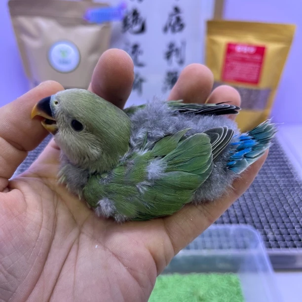 精品绿底绿金顶公k98707-桃面鹦鹉