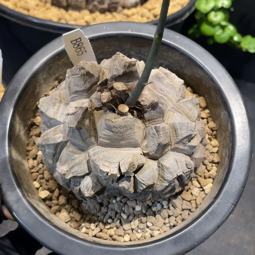 865号龟甲龙不退不换