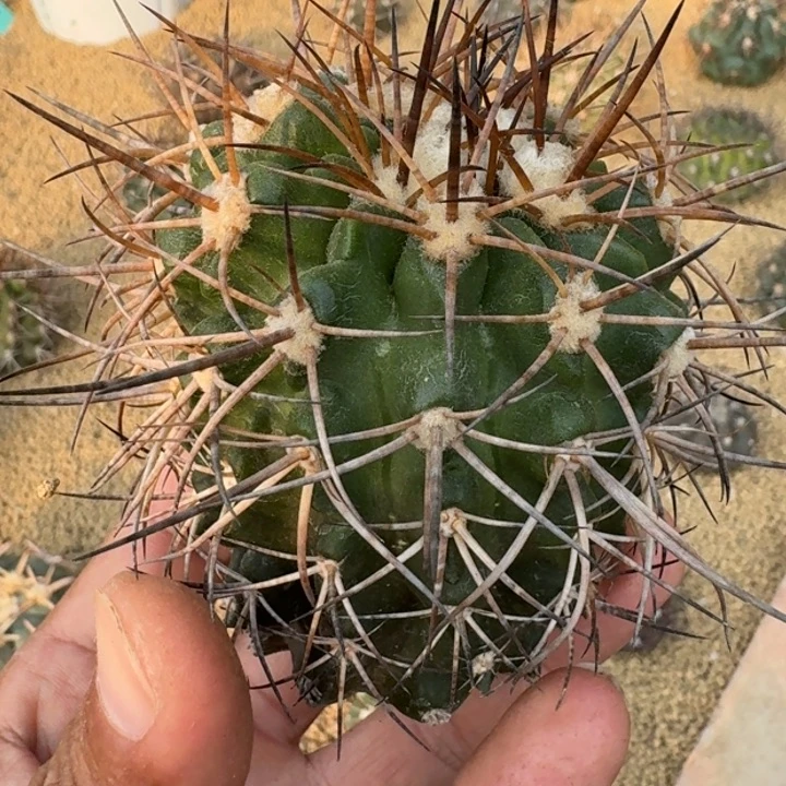 舞龙丸有根6666666