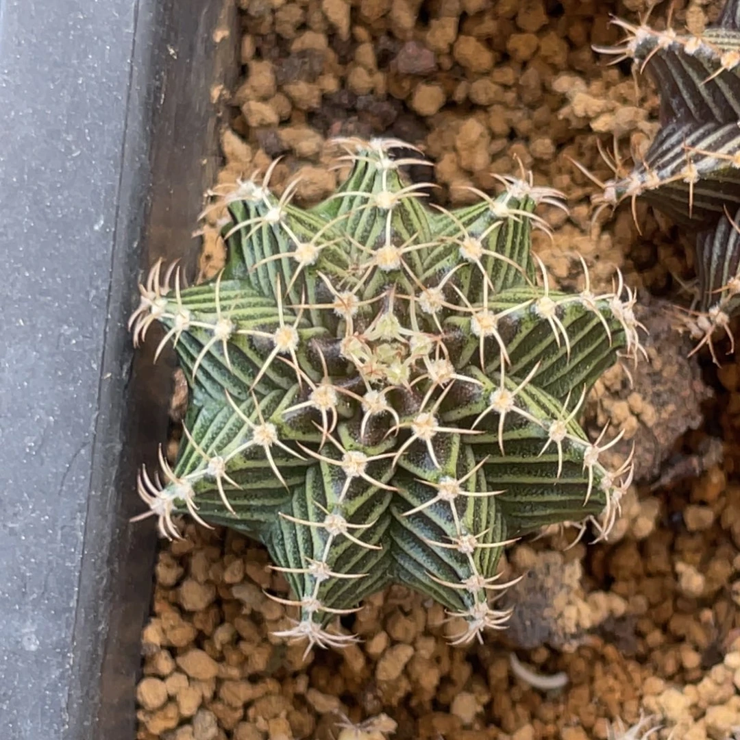 当前无花朵，栽培后可花朵9R001