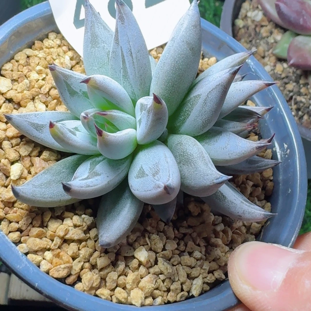 魔爪      愿你一路坦途，乘风破浪展宏图