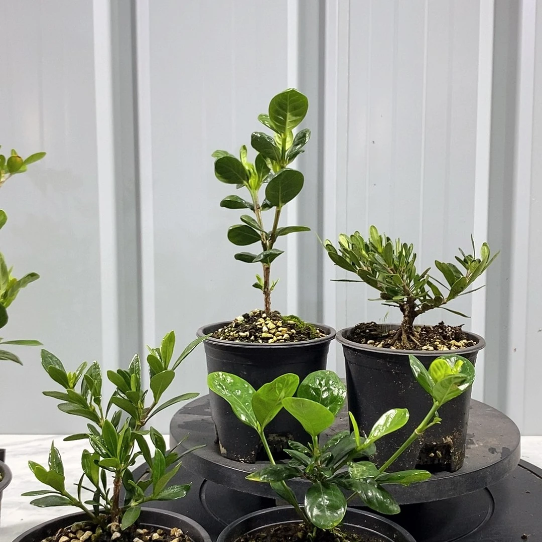 栀子花7棵一物一拍