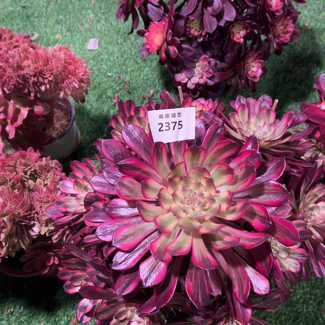 多肉植物黑金刚福利2375