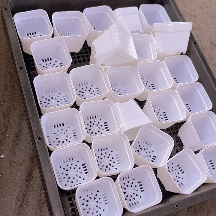 50小白方盆5公分50个