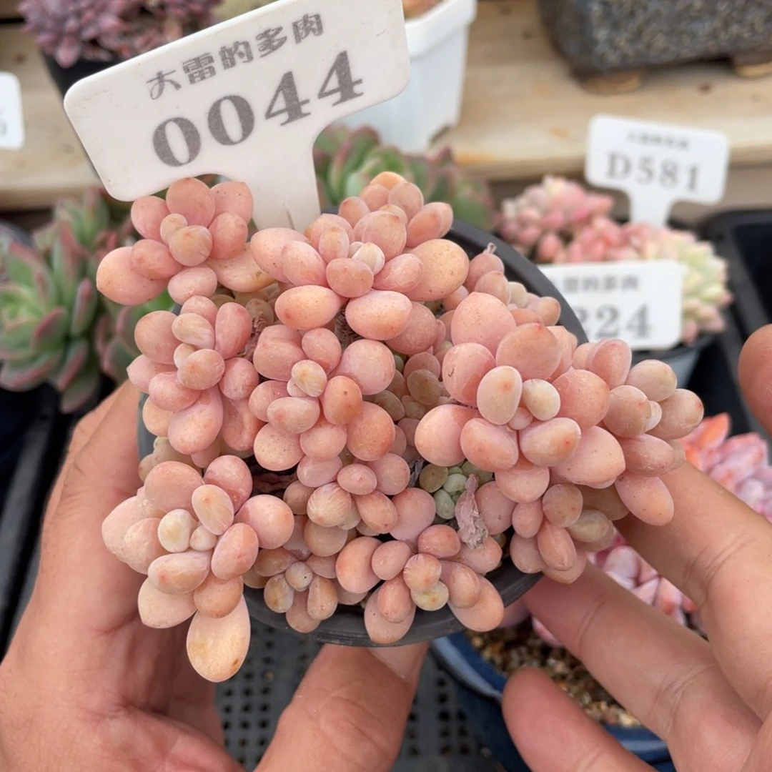0044洛可可不带盆10厘米