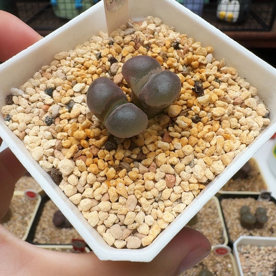 多肉植物福利风铃988