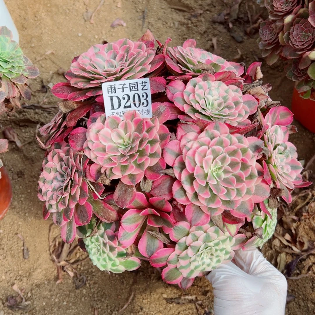 203红彤白尺寸25左右