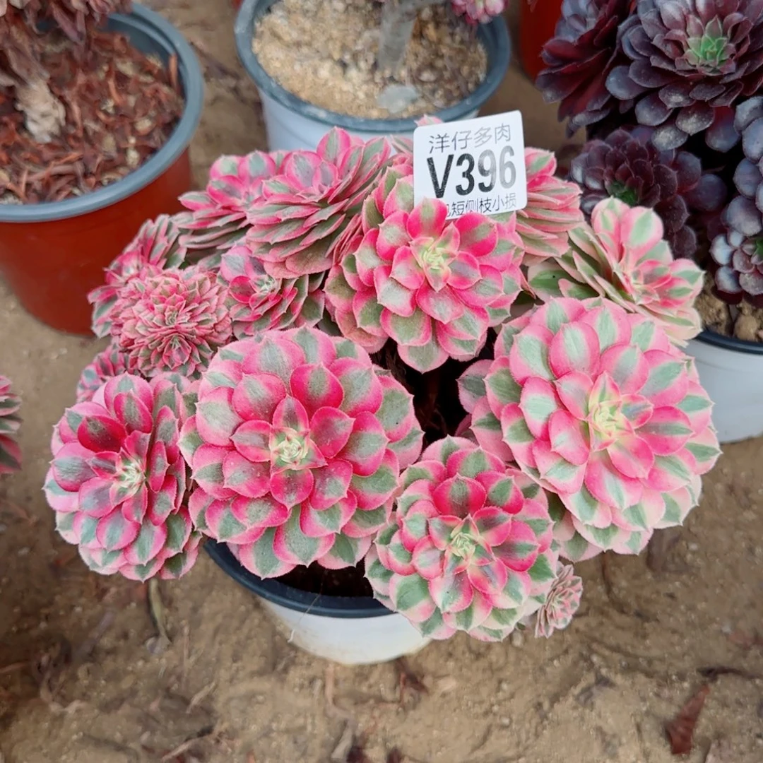 倾城缀化396冠幅25