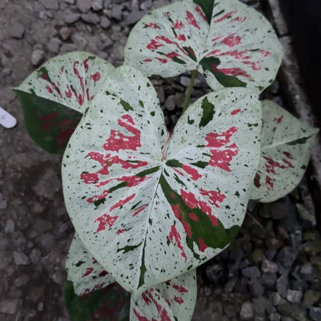 完全开放泰彩圣诞快乐