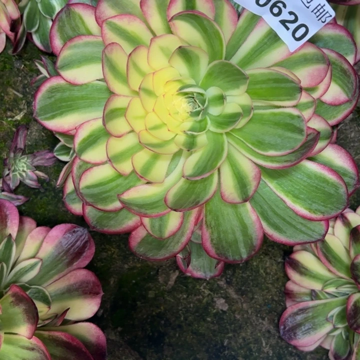 10620南水中月多肉植物