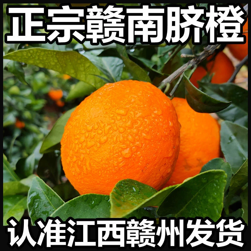赣南脐橙江西省赣州市信丰县5斤10斤20斤现采现发新鲜水果