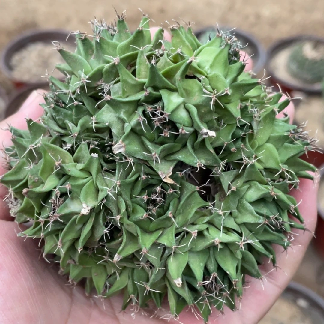 全部花朵自根 帝冠群体 仙人球