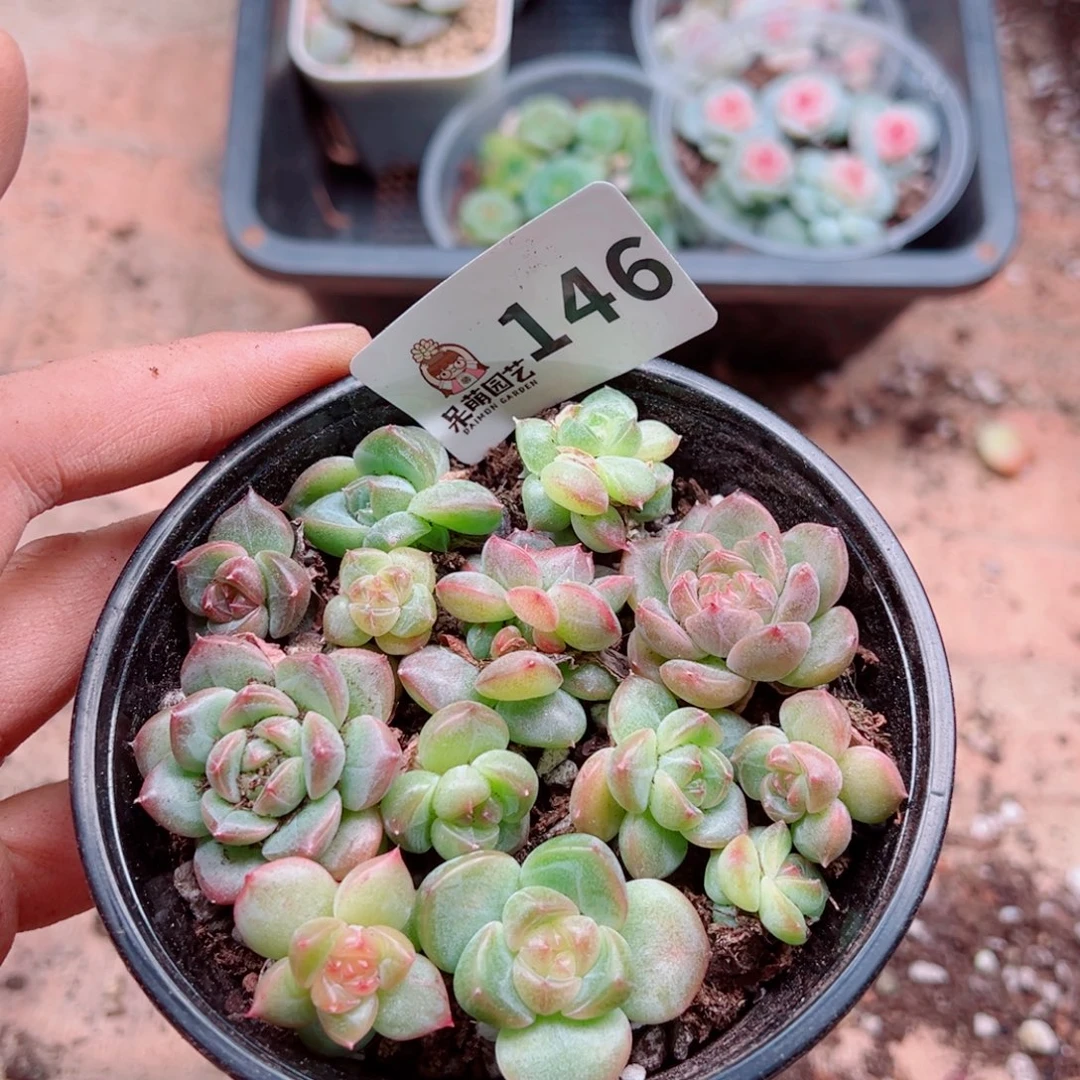 多肉植物多肉植物