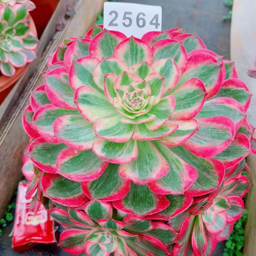 新品赤子心多肉发货发货