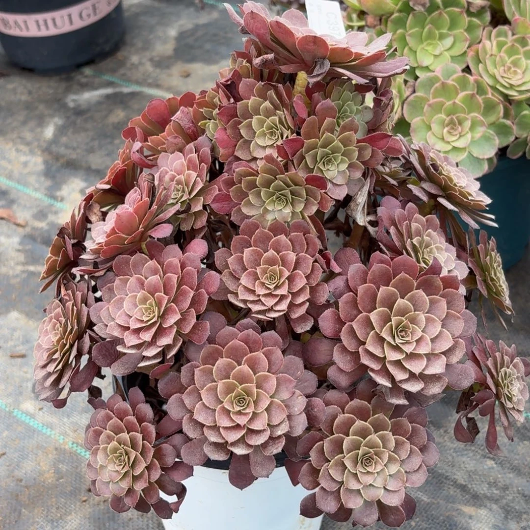 397黑铜鼓多肉植物发货