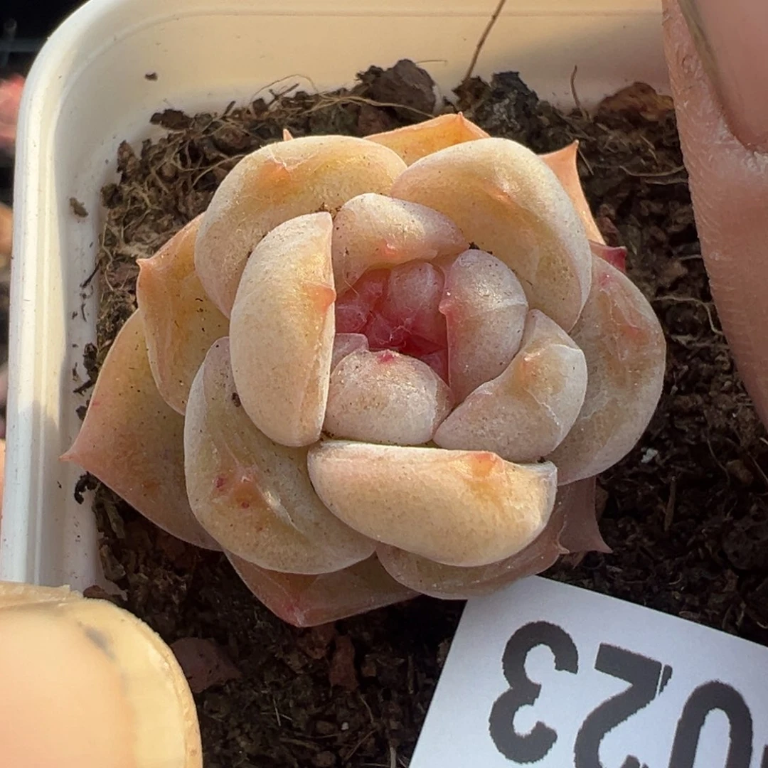 小卡拉米糖心一物一拍17-23