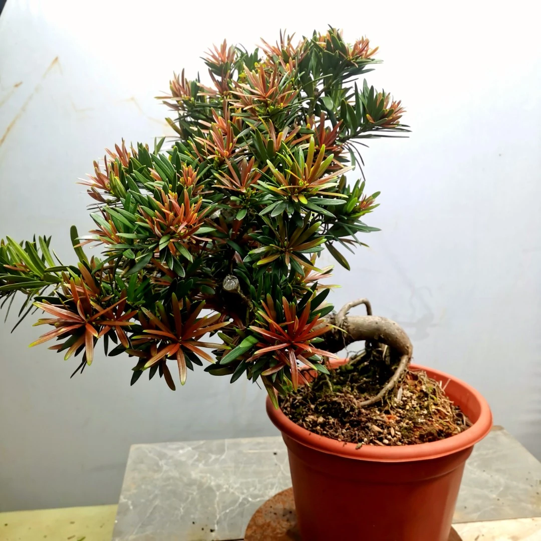 红芽罗汉松 太子妃,四季红,小红帽,庭院盆景素材,稀有品种罗汉松