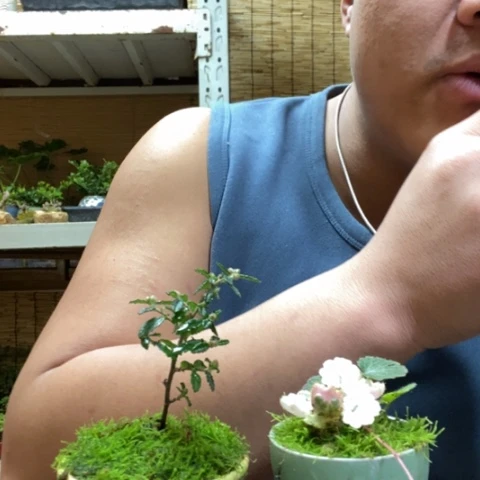 红陶一物一拍所见即所得265