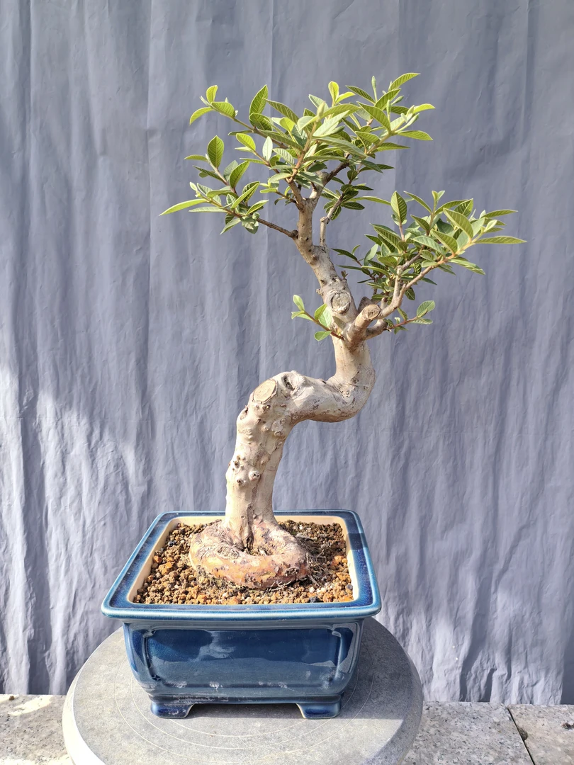 小叶四季番石榴盆景 花果盆景 珍珠芭乐