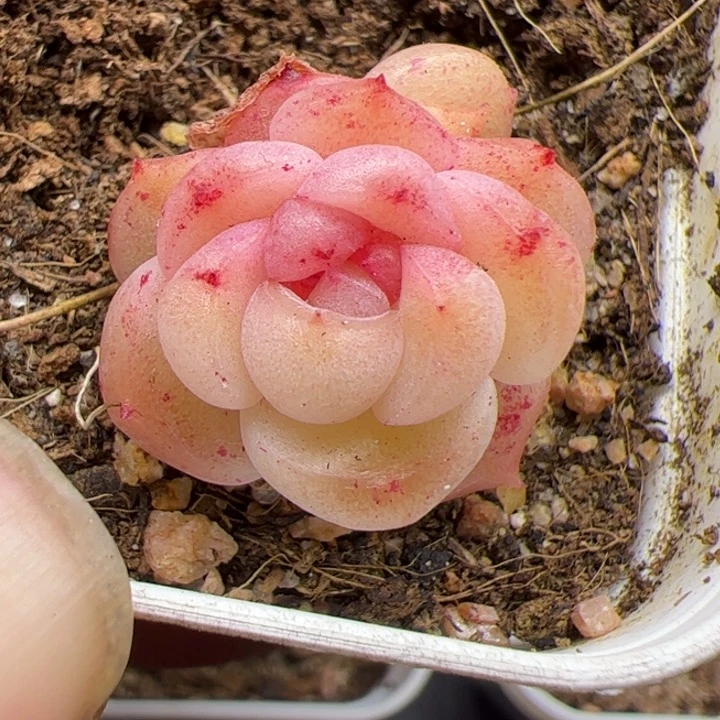 一物一拍精品糖心，尺寸不大介意勿拍