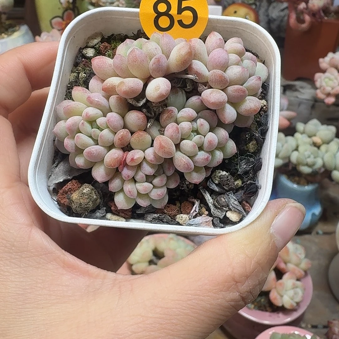 85 脱土 不包整 30元包邮非偏远