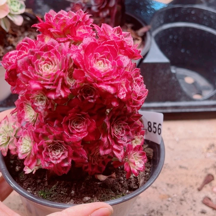 星***梦多肉植物多肉植物