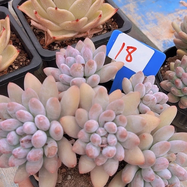 18号罗丽奶带盆一个肉