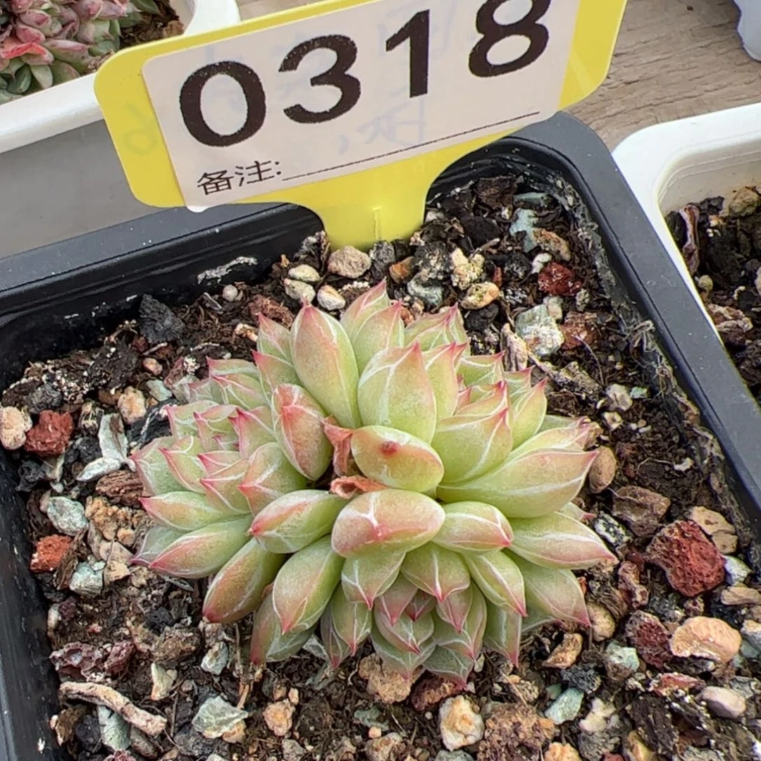 雪花珍妮群生多肉