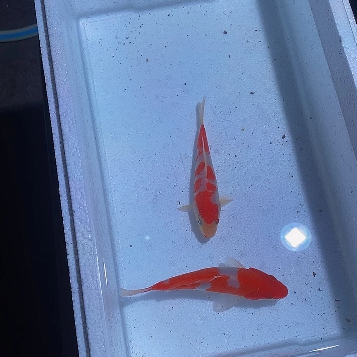 锦鲤锦鲤活鱼开箱包活