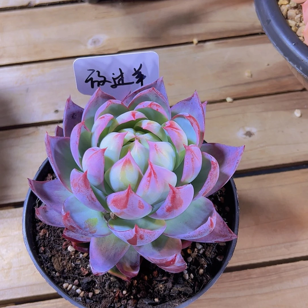 放*羊005惊鸿。。。。。。。