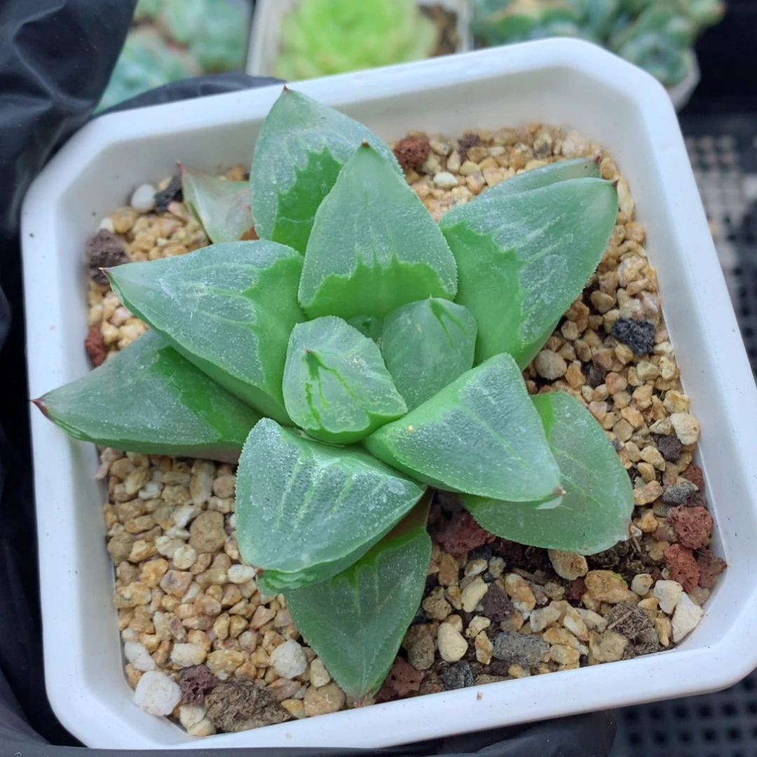 58包邮  群生不包整玉露114