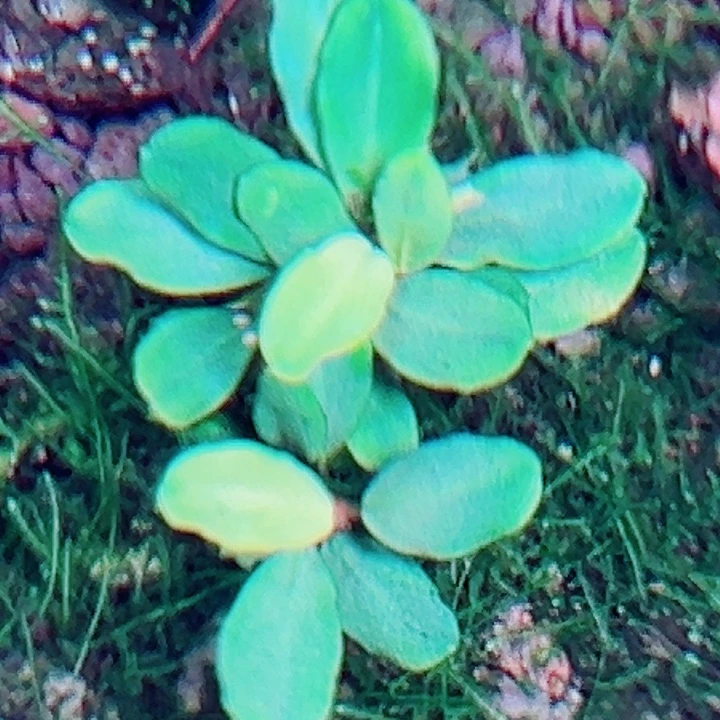 福利76号福利价植物一头