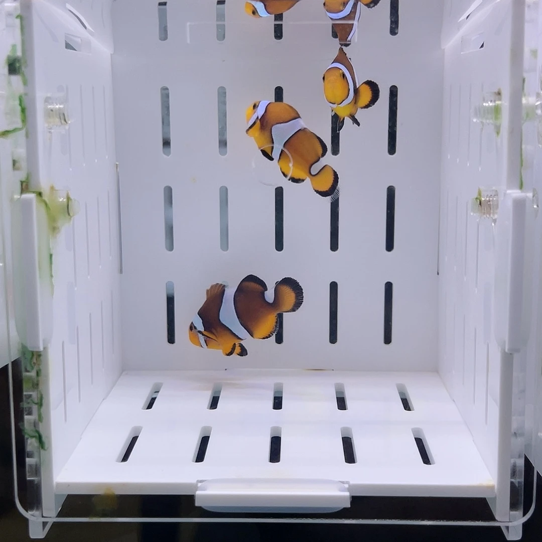 海水鱼断纹焦糖公子