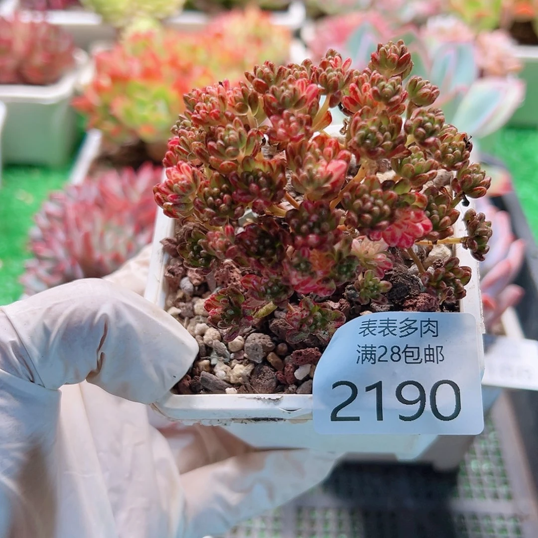 多肉一物一拍植物2190