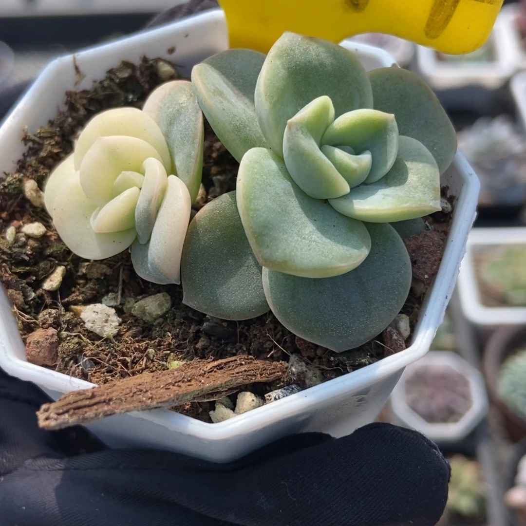 2014可爱玫瑰锦多肉