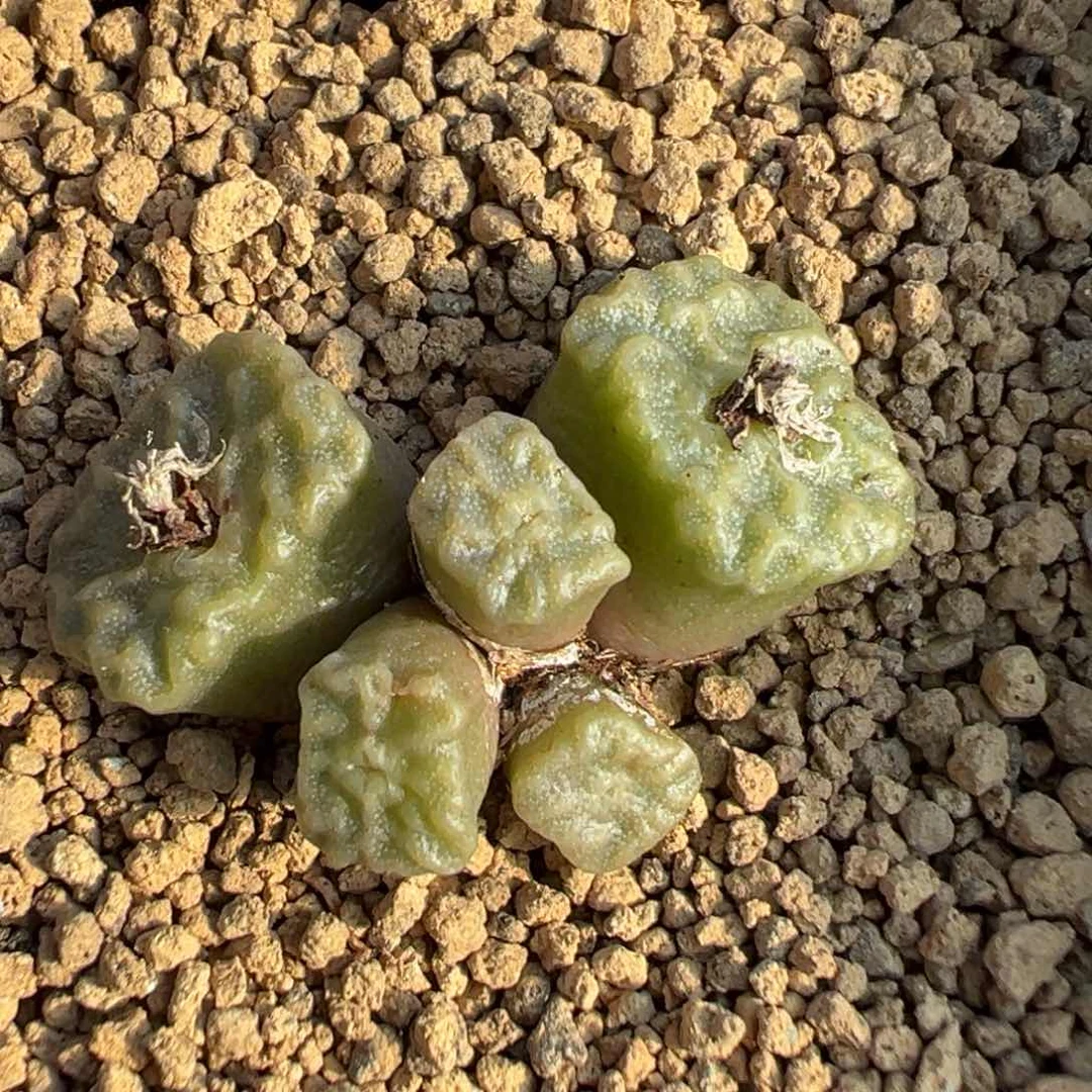19-36烧麦多肉植物，