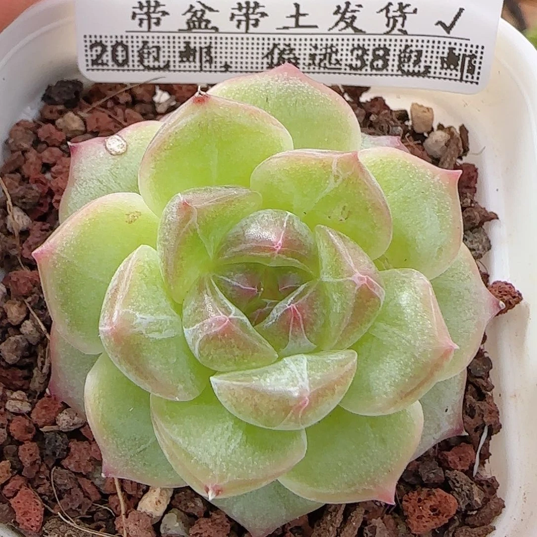 多肉0911-127无尽灯