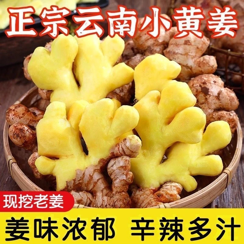 云南高山小黄姜老姜新鲜现挖1/3/5/9/斤泡姜香辣去腥产地直发