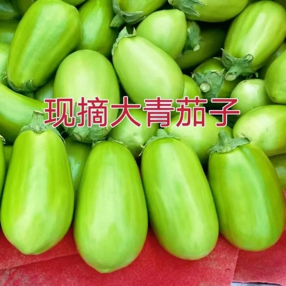 河南特产新鲜现摘青茄子可生吃的应季蔬菜