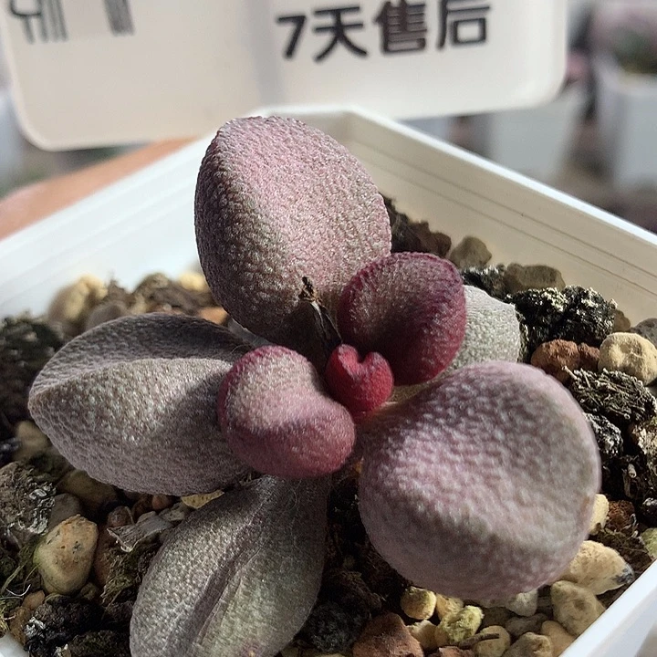 粉哈—专拍专拍专拍