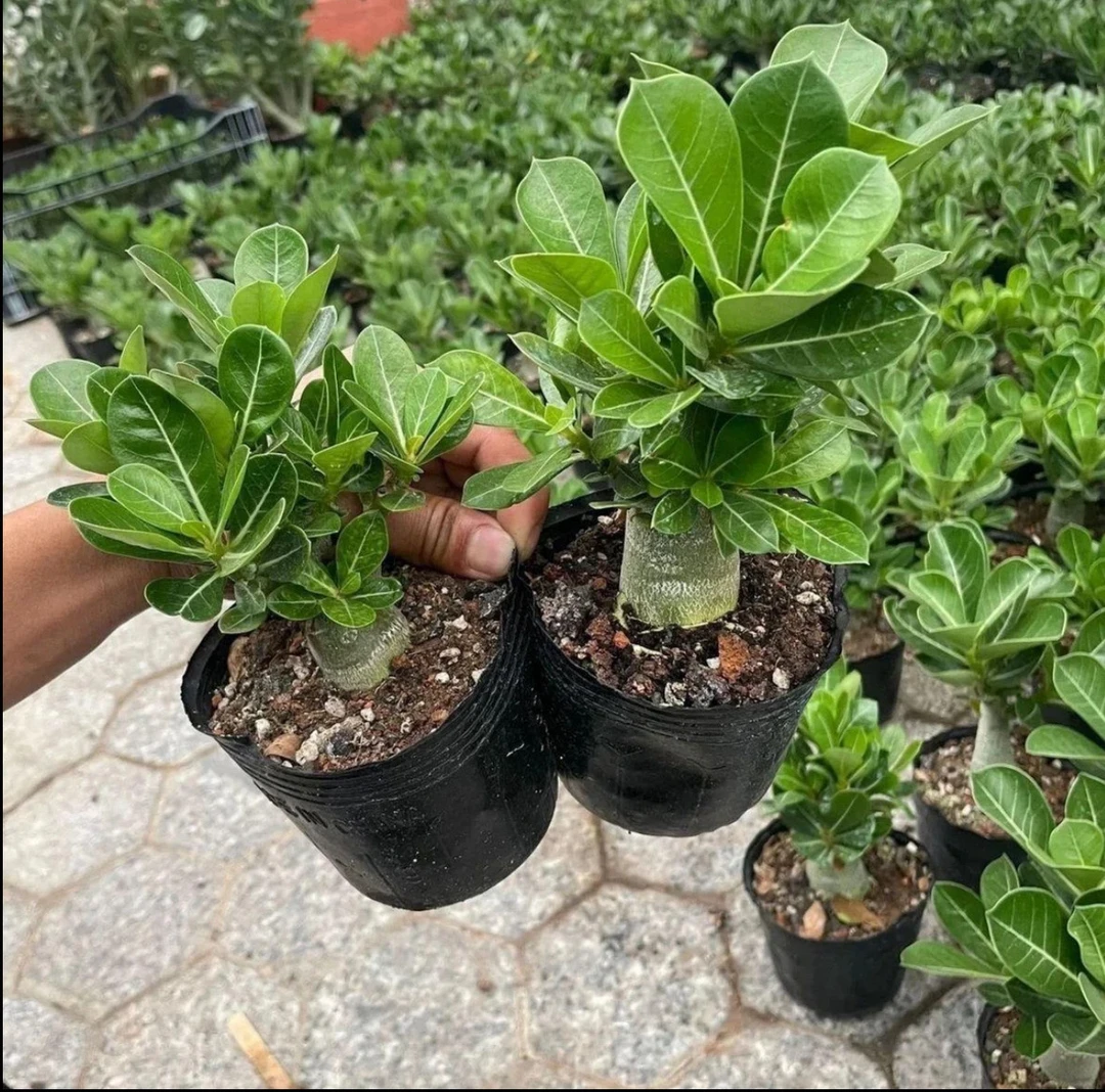 【5年老桩】沙漠之花天宝花耐旱耐高温，好养