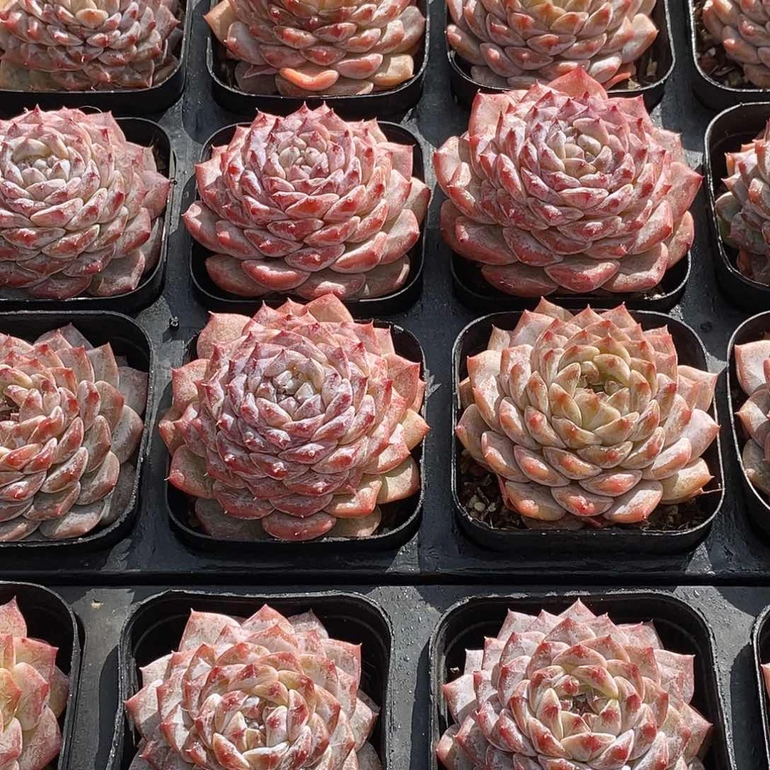 101弦魄单头，多肉植物