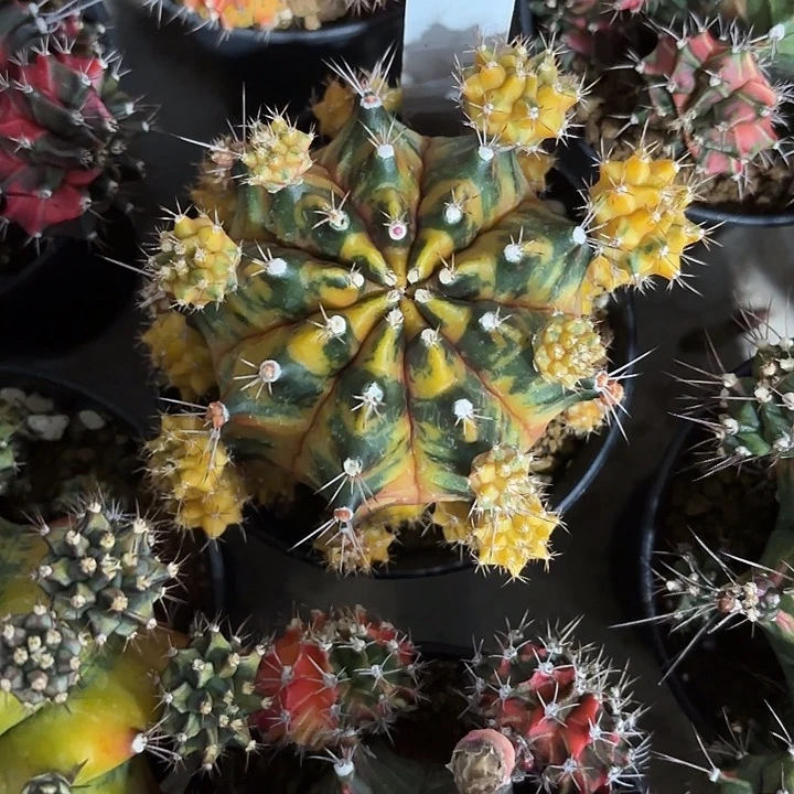 燚***爱50-0812泰国发货多肉