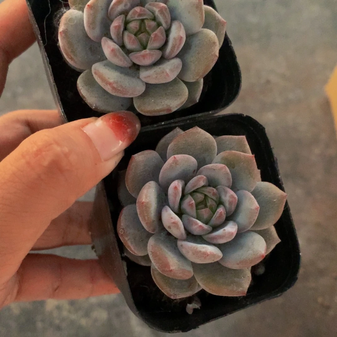 恩宠  （满9.99包邮不满9.99发叶子）