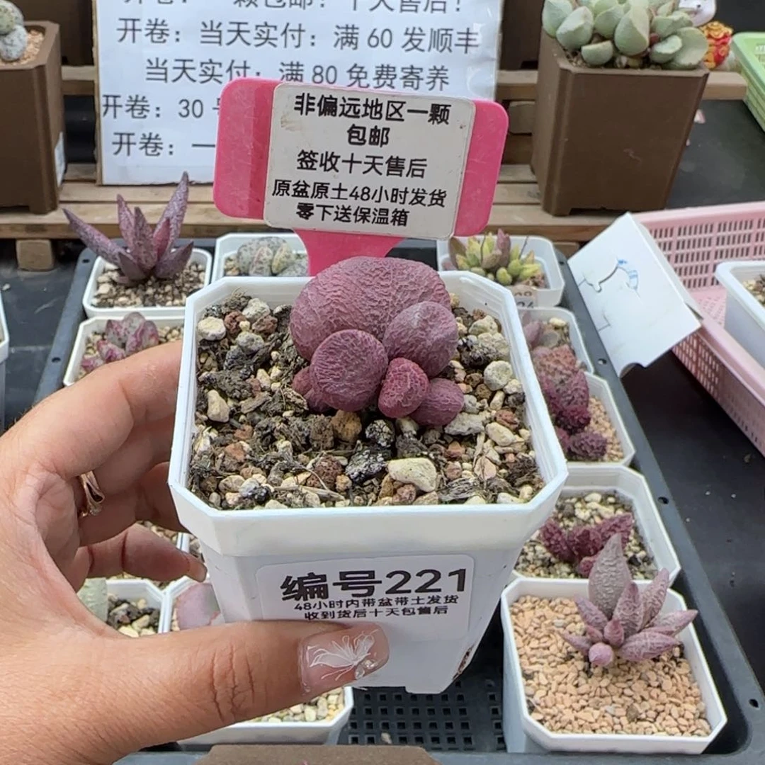 221红烧肉多肉植物