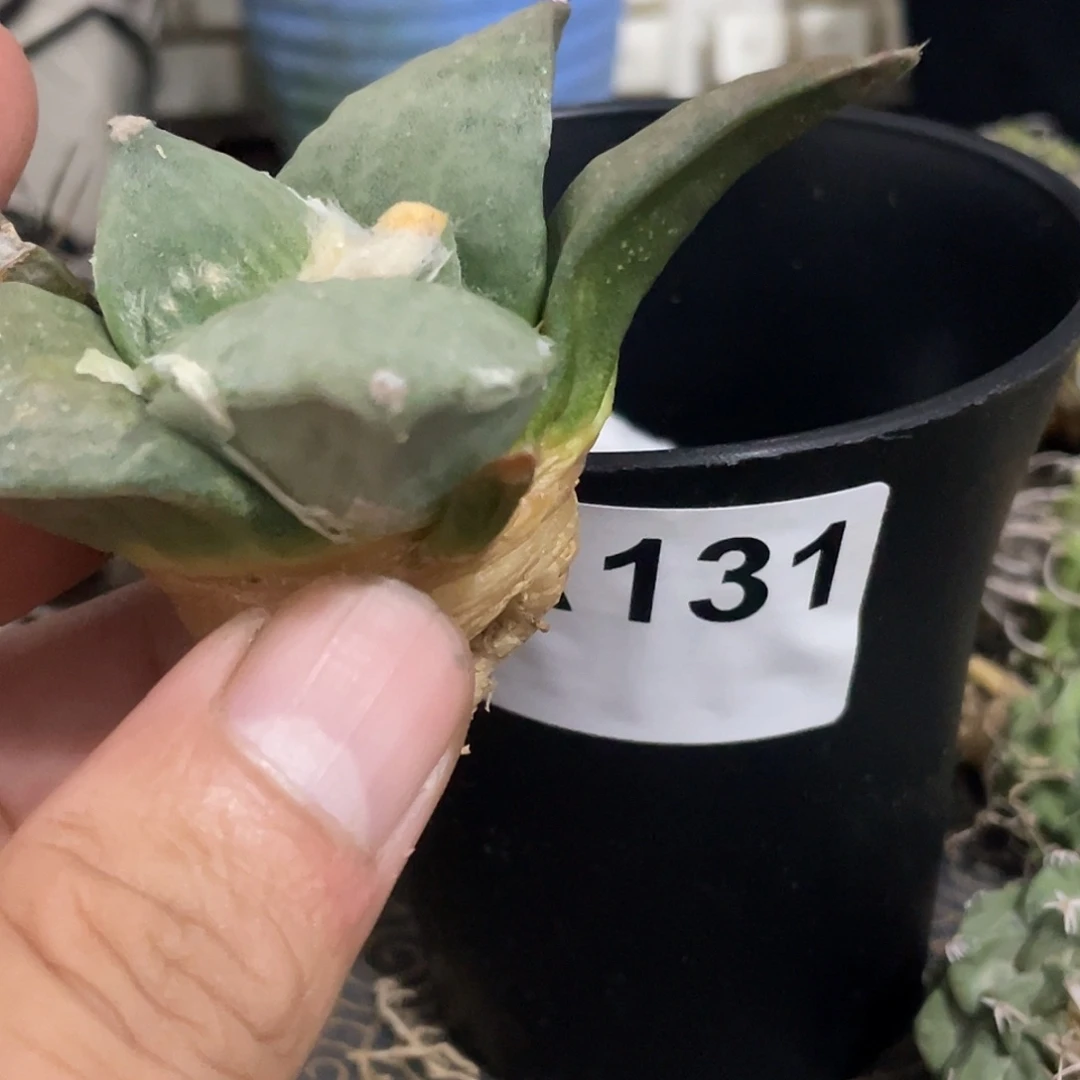 呓***语无花朵游戏奖品怒涛一个