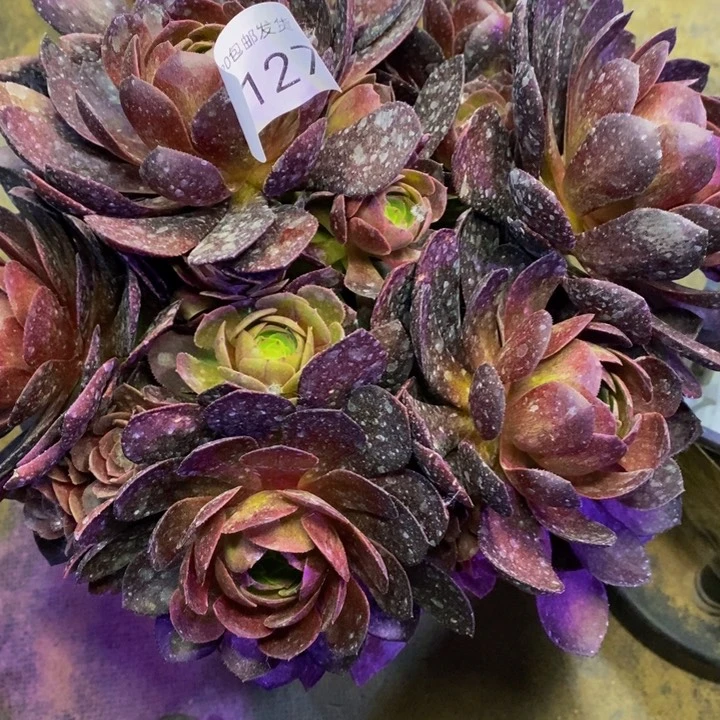 黑魔多肉植物3127