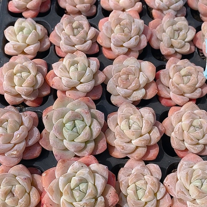 60-61 多肉植物盆栽花卉植物